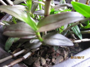 我的鐵皮楓斗葉子顏色變了,不知道那里出問題了