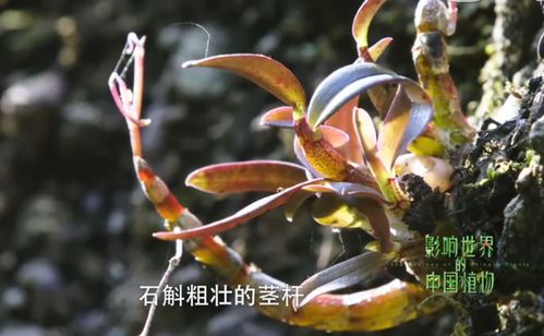 今年中秋是時候給爸媽送上森山鐵皮楓斗了