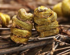 女人35歲后多吃點(diǎn)它,卵巢越來(lái)越好,對(duì)健康有無(wú)限的好處