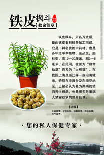 鐵皮楓斗 珍稀藥材的形態與識別