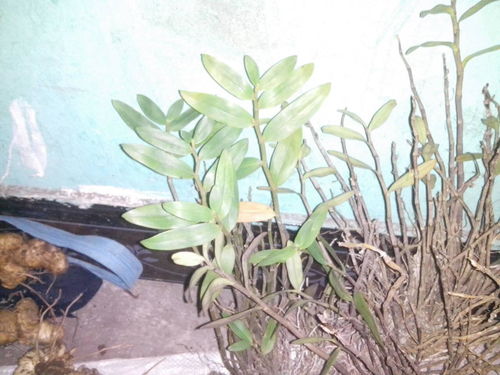 野生鐵皮楓斗價格解析 有圖有真相，市場行情一覽