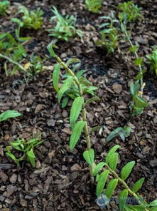 本地鐵皮石斛迎采摘季，鐵皮楓斗加工正當(dāng)時(shí)